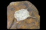 Fossil Ginkgo Leaf From North Dakota - Paleocene #145323-1